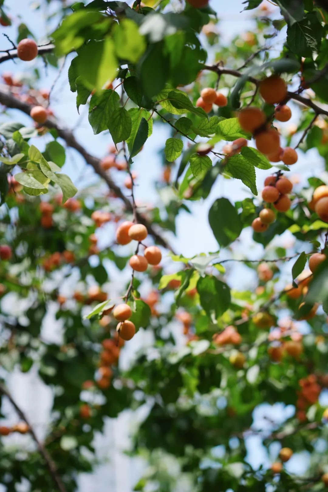 从伊犁出发的南北疆旅游攻略,火爆的新疆游