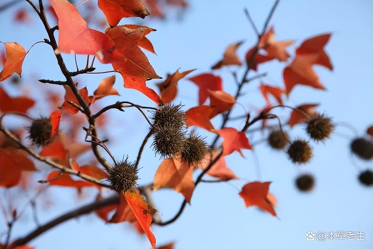 苏合香真假,苏合香哪个产地的最好