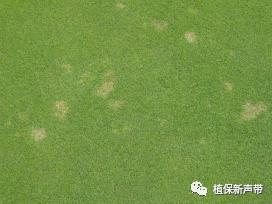 草坪通常要进行哪些养护管理项目,草坪要打理吗