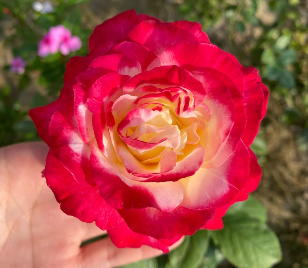 月季花有哪些品种是最好的,月季花有两万多个品种视频