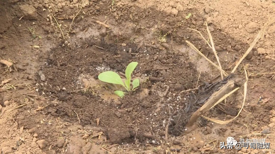 七星镇：烤烟移栽奏响烟农增收“前奏曲”