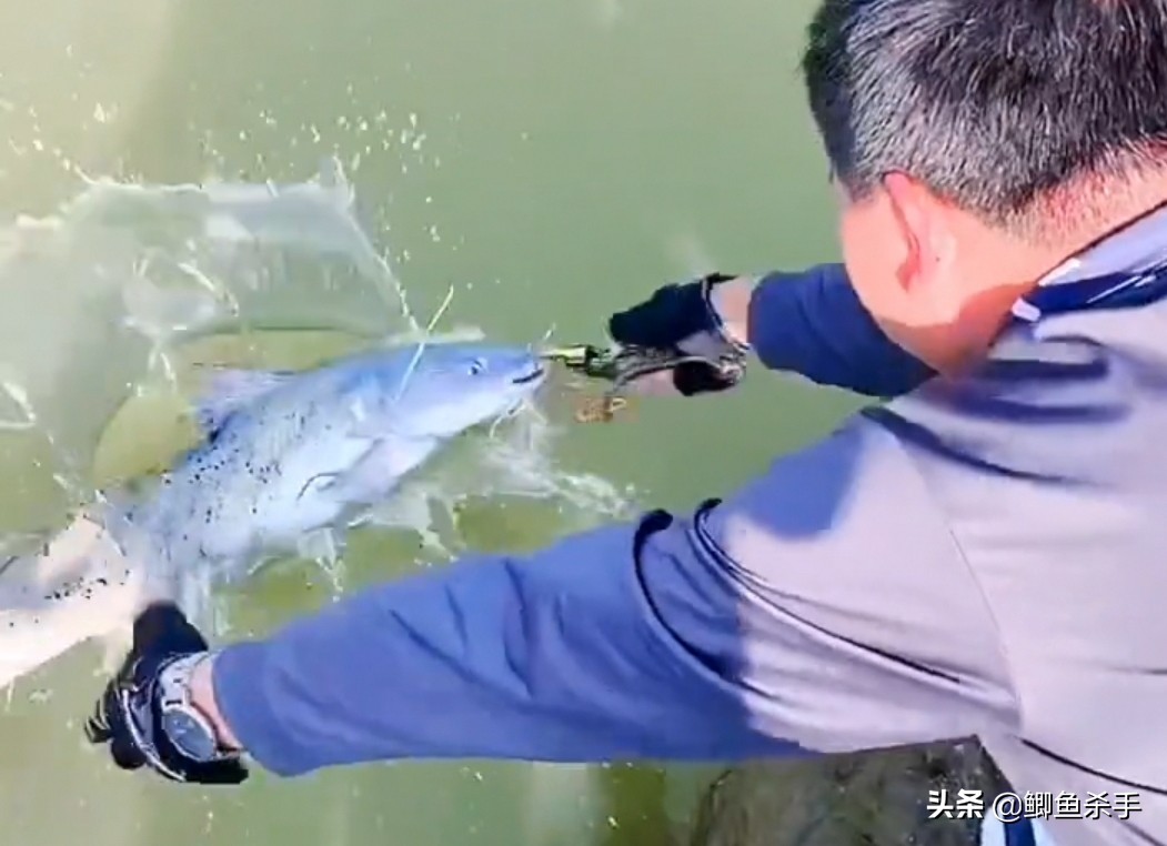 牢底坐穿鱼为什么会被抓,牢底坐穿鱼后续