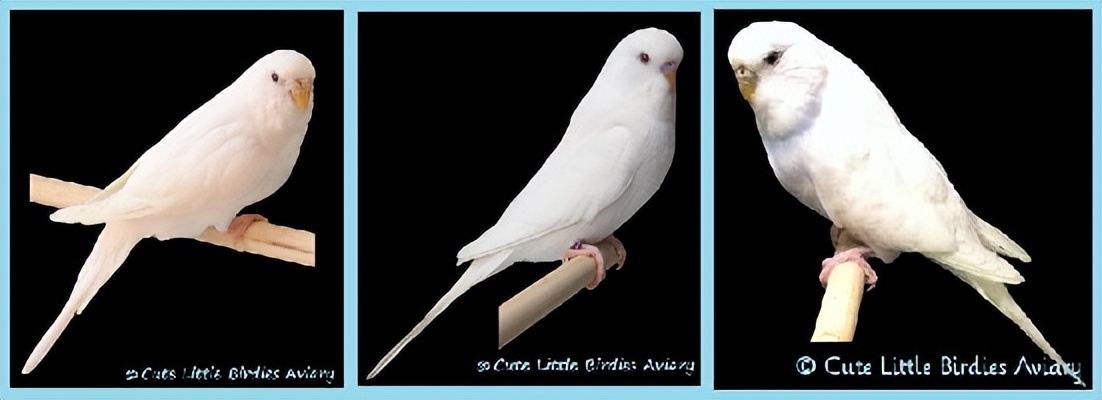 虎皮鹦鹉绿和蓝哪个基因强,虎皮鹦鹉白化红眼基因