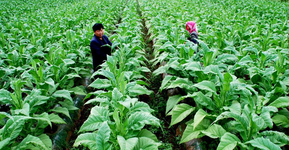 不同提取方式对坚果油品质的影响,不同提取物抗氧化活性图表怎么做