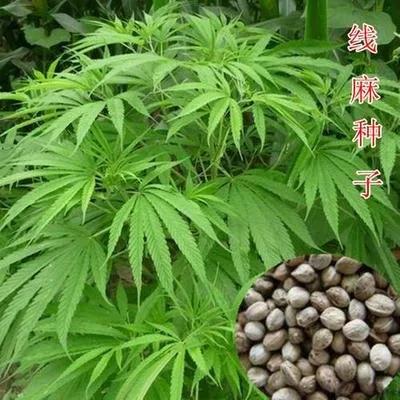 火麻仁属于违禁品,火麻这个植物有毒吗