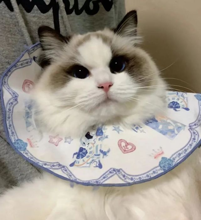 猫咪毛发变红棕色,猫咪毛发变成蒜瓣毛