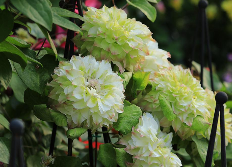 铁线莲春天从根部发芽,春天铁线莲管理方法