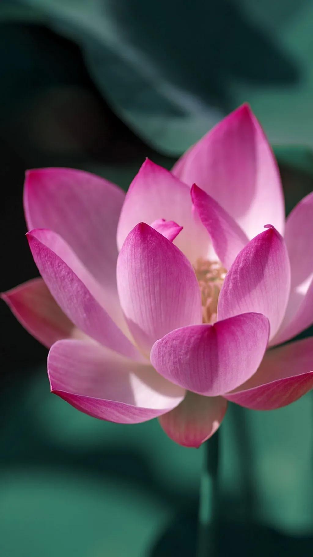 荷花千瓣莲唯美高清大图壁纸,唯美荷花壁纸手机超清全面屏