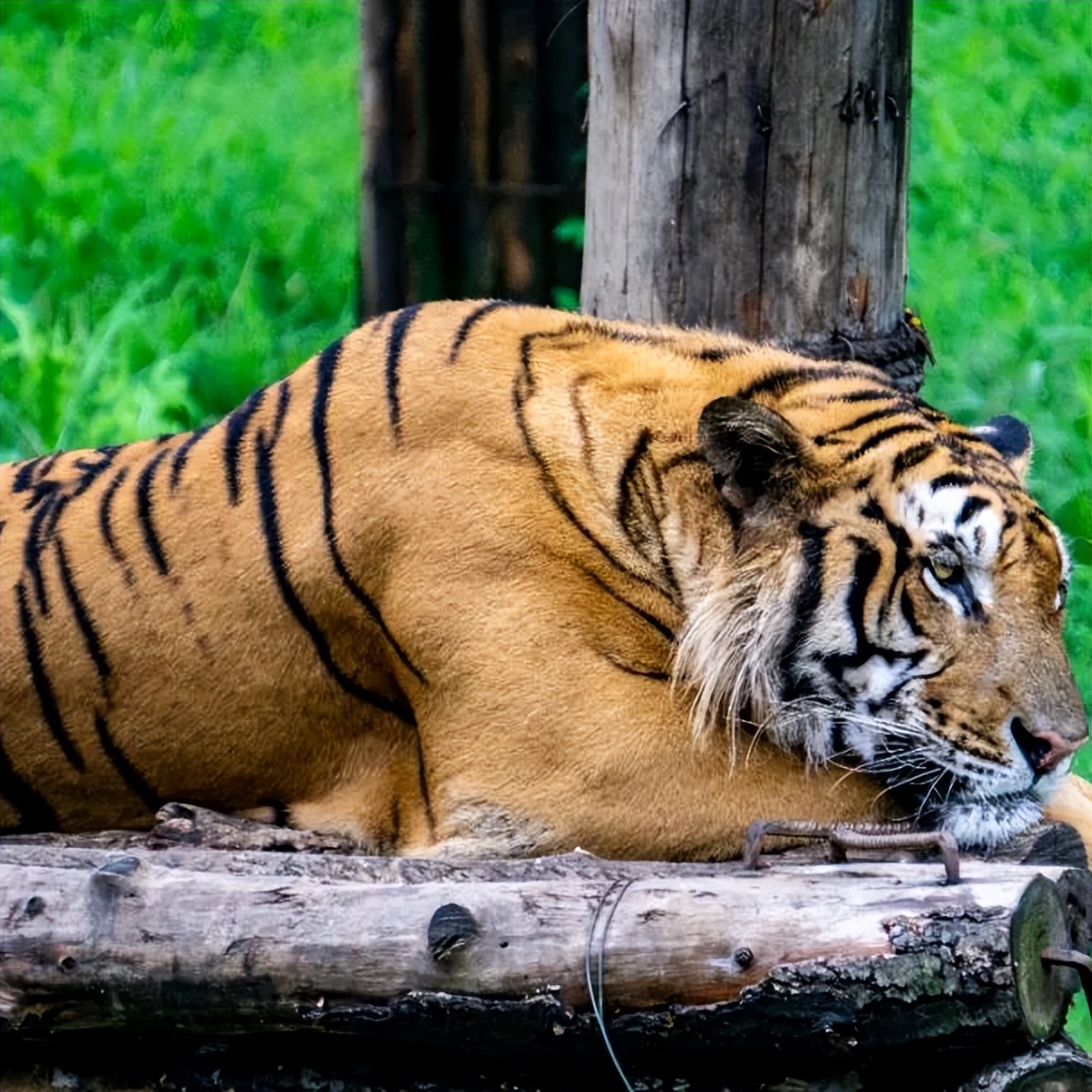 济南近郊旅游专线,济南开通的几条旅游线公交不错