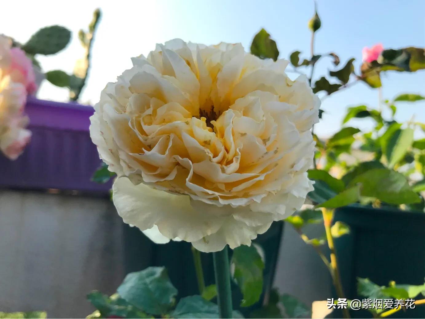 哪些月季仙气十足,又美又香的月季品种