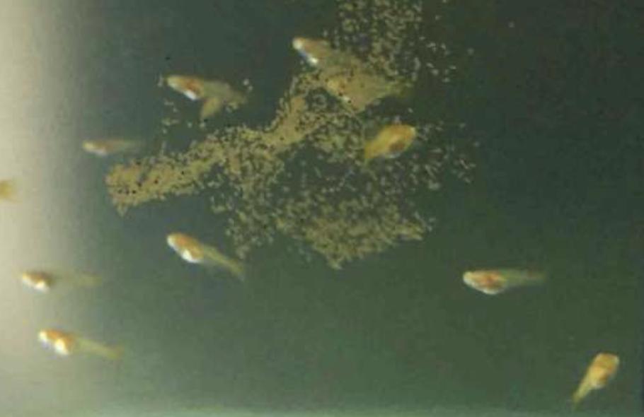 孔雀鱼的幼鱼饲养方法视频,孔雀鱼的幼鱼饲养方法