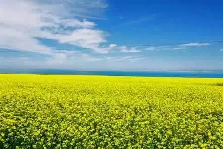 生活中常见的10种转基因食品,中国市场上的转基因食品有哪些