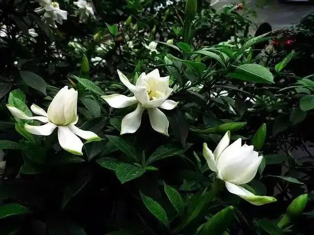 国色天香秀色可餐的美女 (秀色可餐与国色天香)