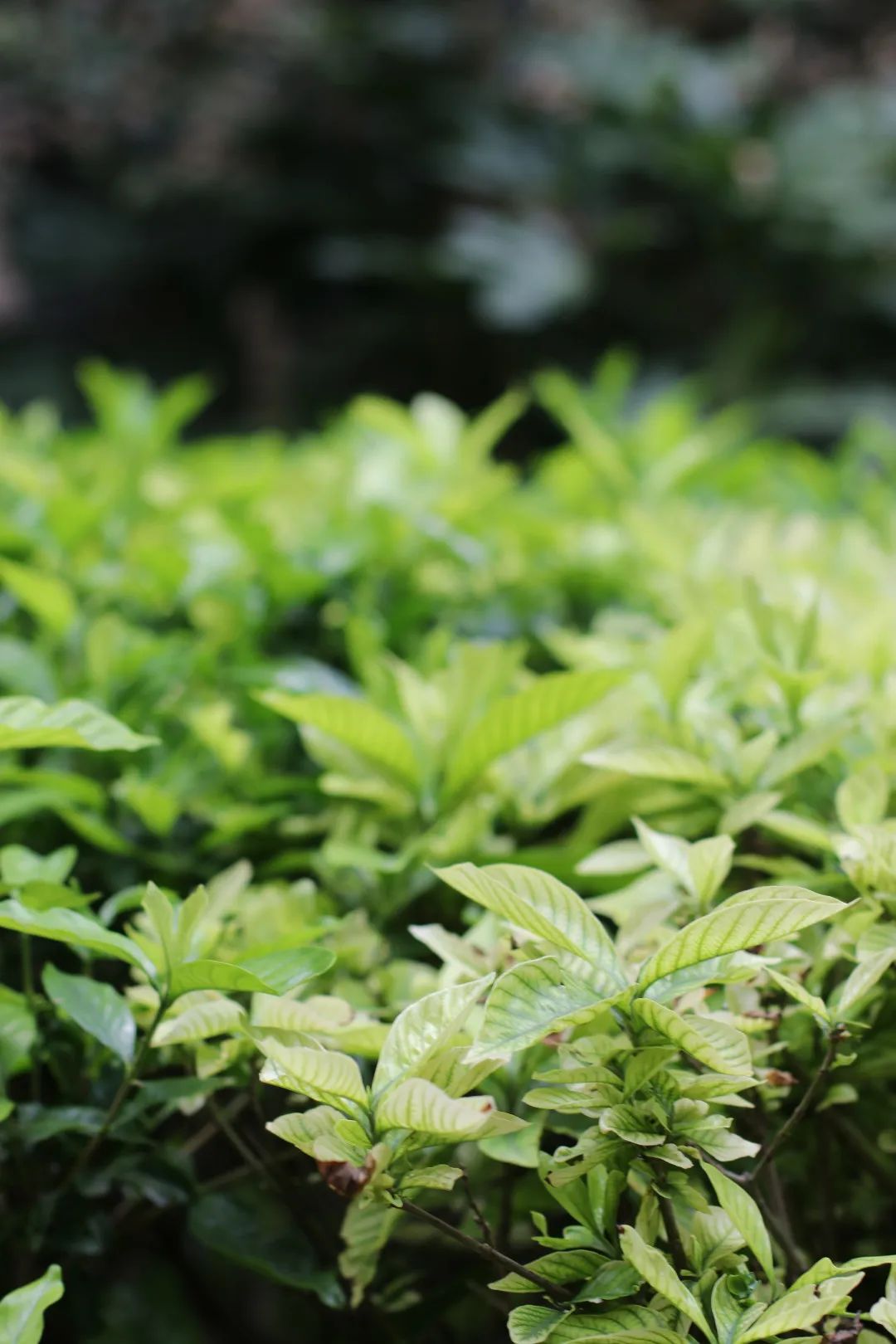 它在合肥房价高达2.8万，无数业主却说出了真实心声