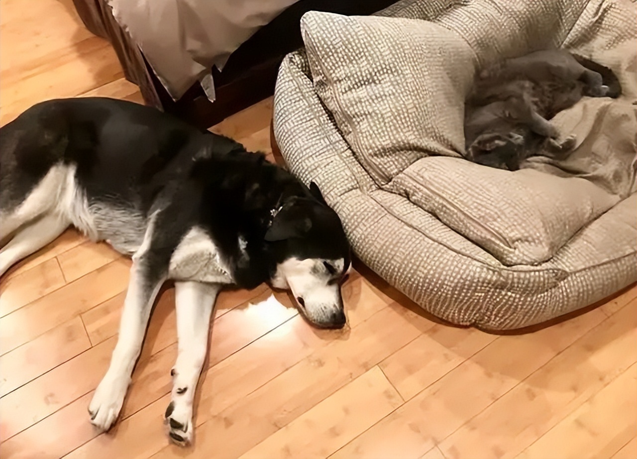 狗狗不睡窝睡地板是什么原因,狗狗睡地板不睡狗窝