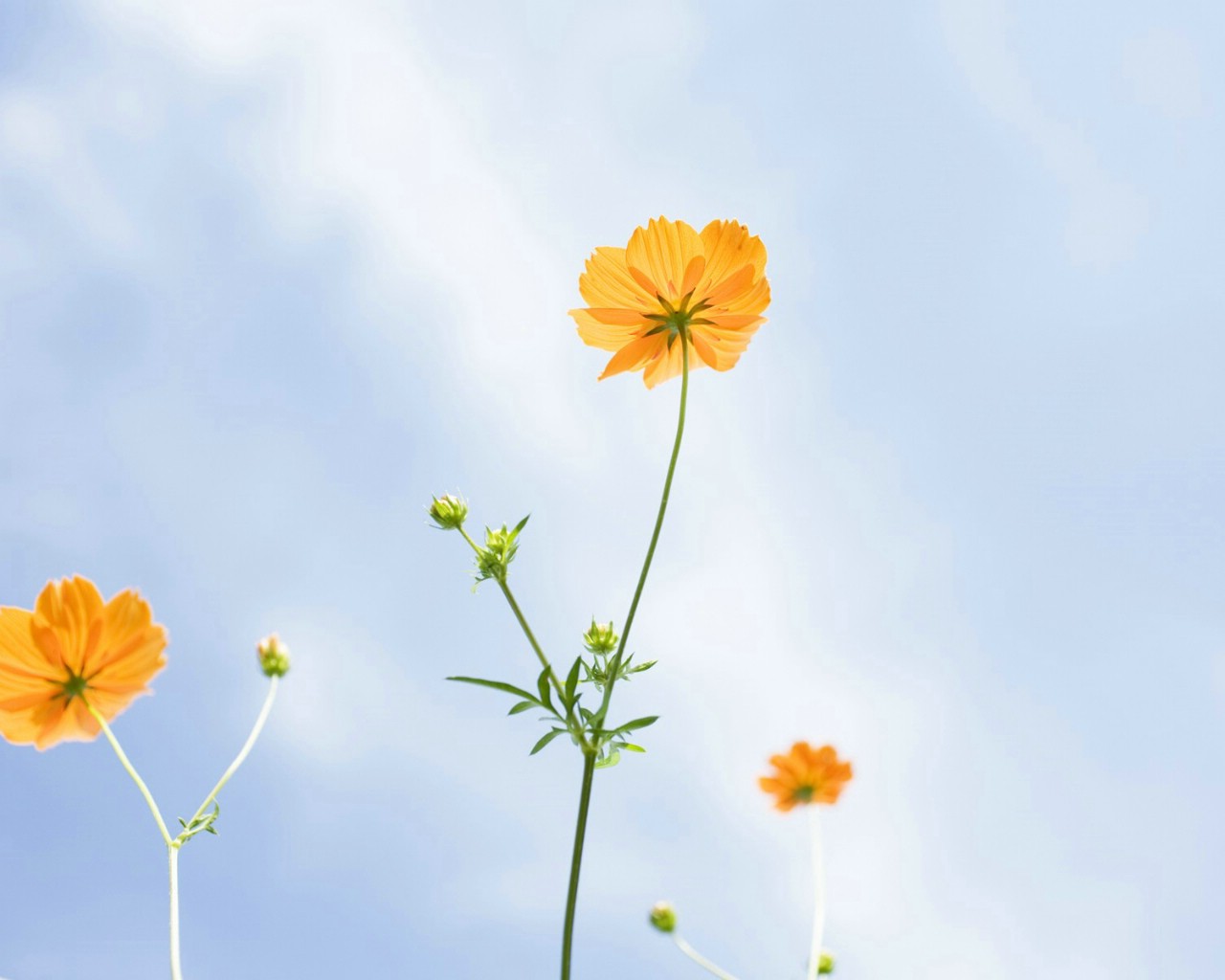 极度敏感极度缺乏安全感的人,比较悲观又极度缺乏安全感的人