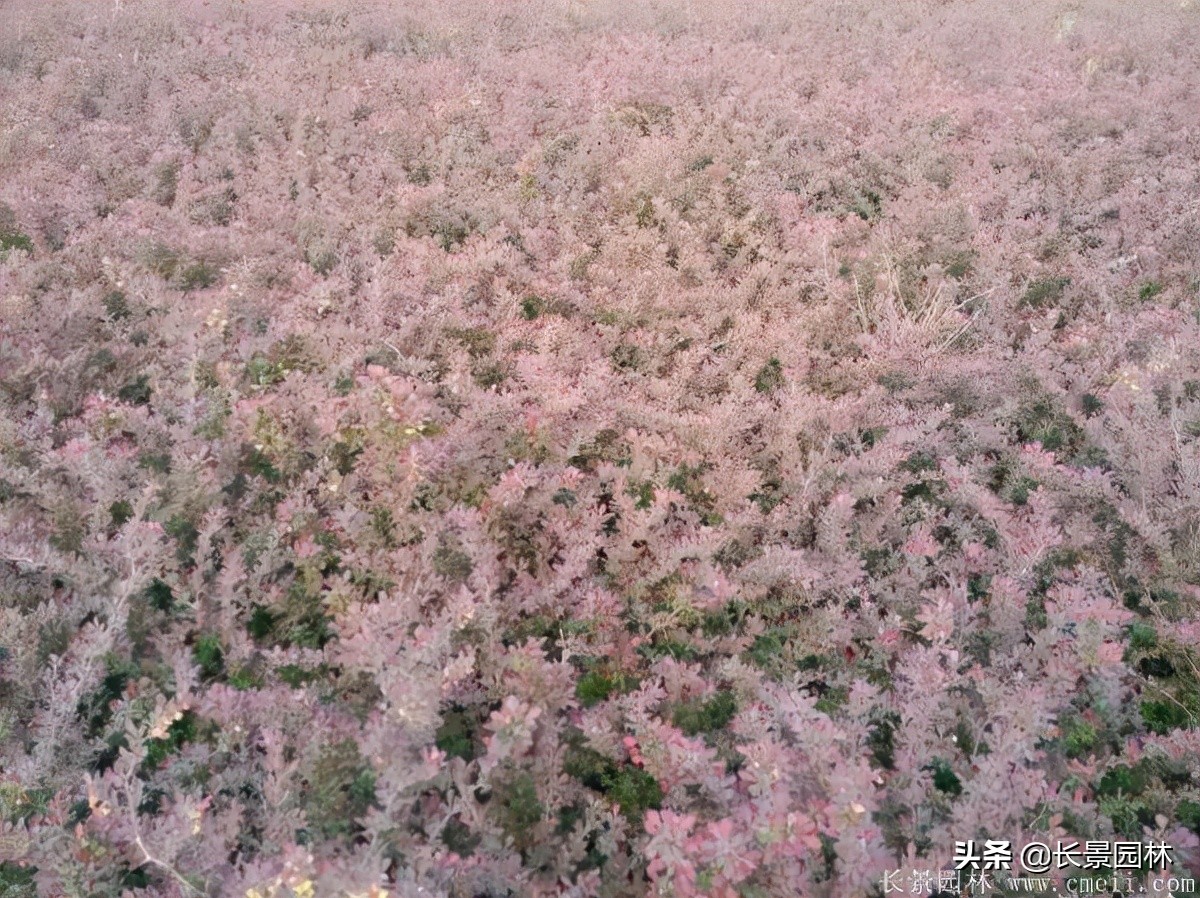 红叶小檗紫叶小檗的价格,红叶小檗幼苗批发基地