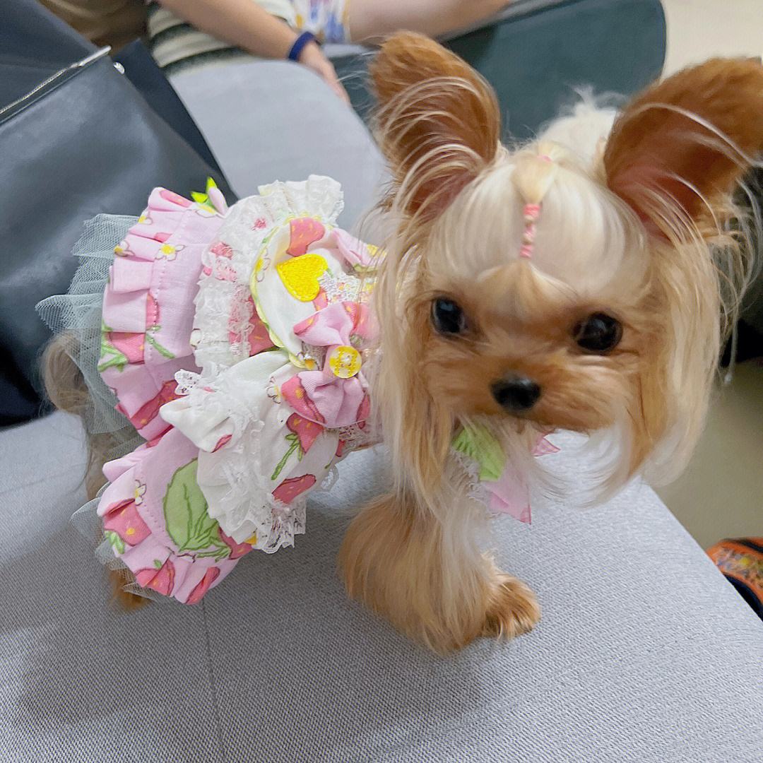 最适合懒人养的狗约克夏,养狗就养约克夏