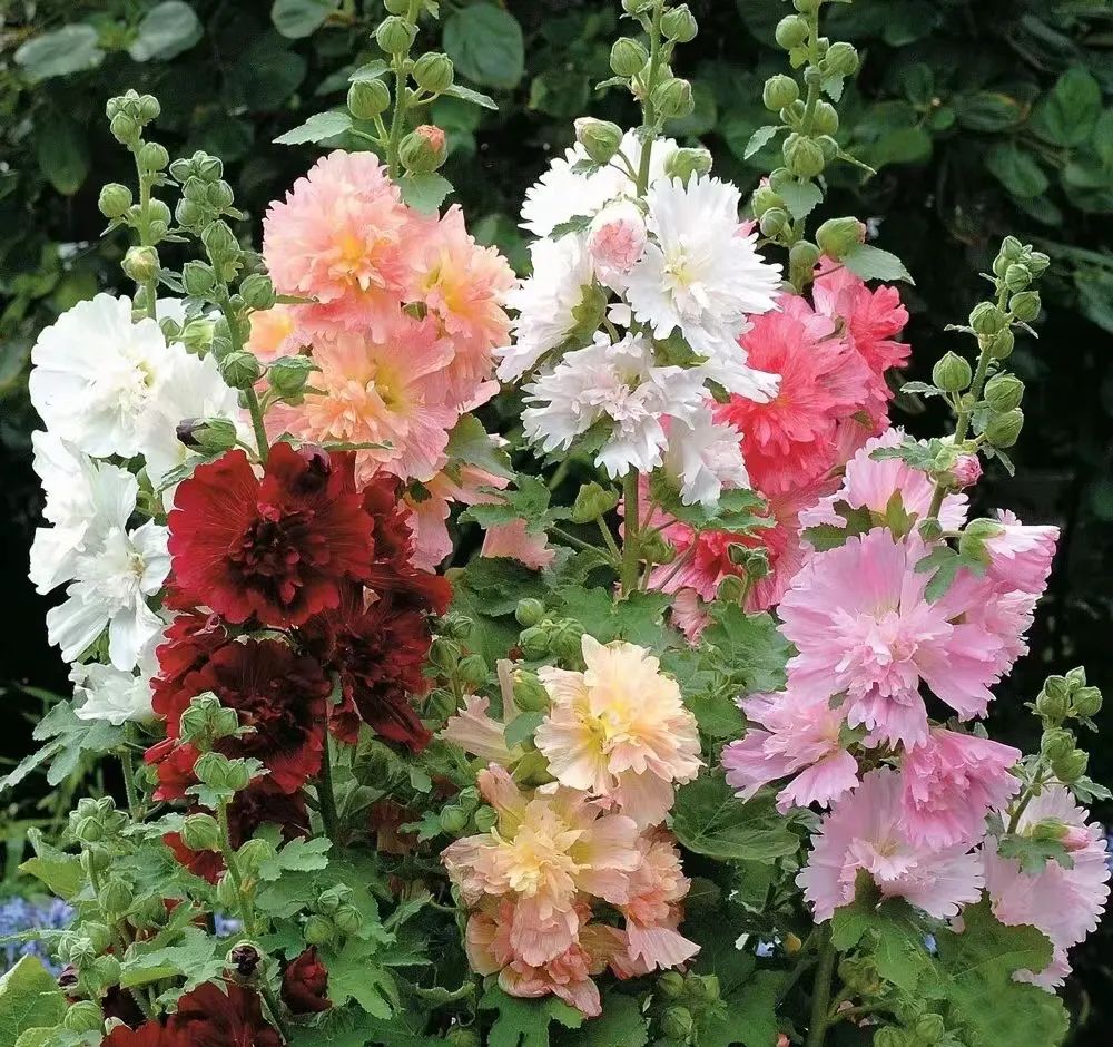 适合在路边种的野花,那些路边不起眼的花儿