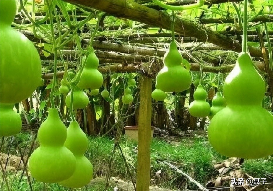 童年记忆宝葫芦,葫芦小金刚国漫童年回忆分享