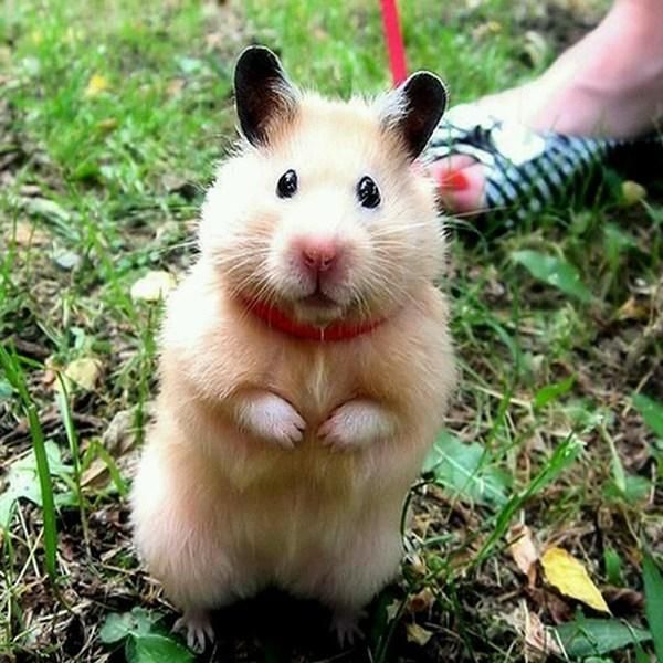 软熊橘橘的仓鼠视频,什么熊仓鼠温顺亲人可以养的