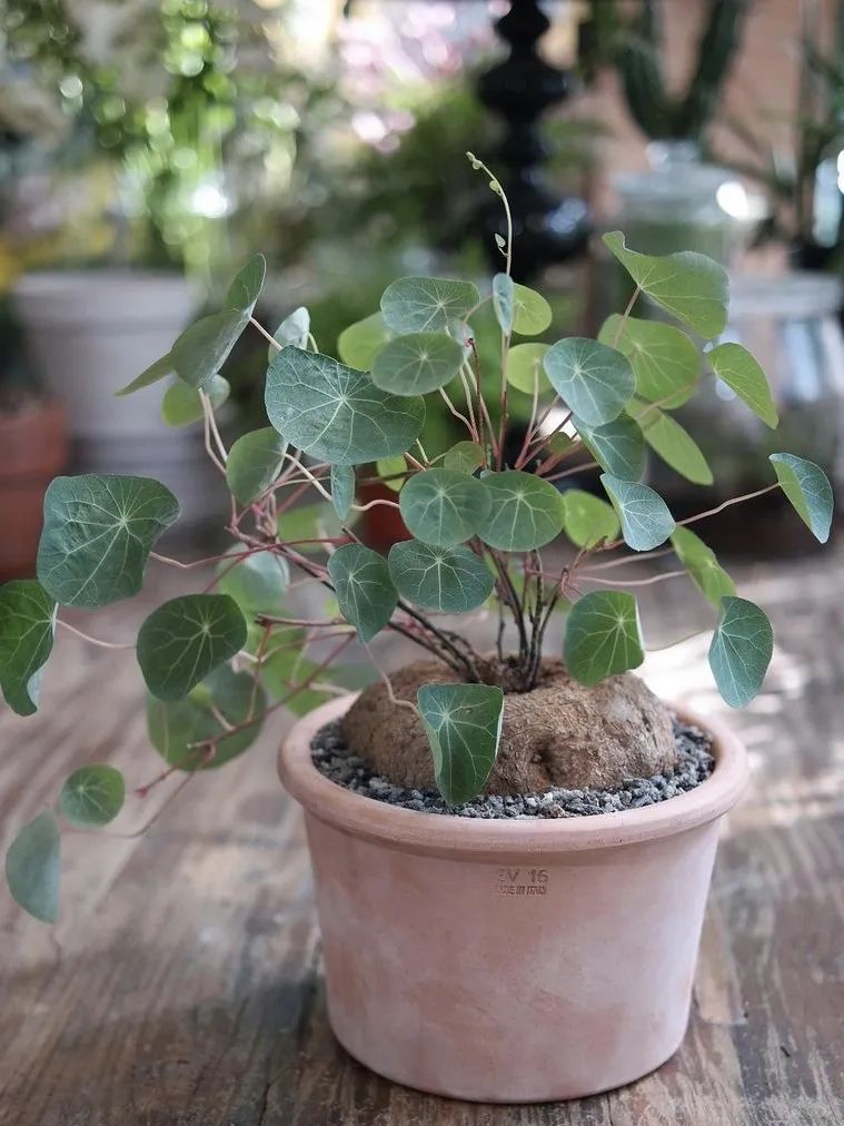 最好养的爬藤类绿植,室内爬藤绿植什么最好养