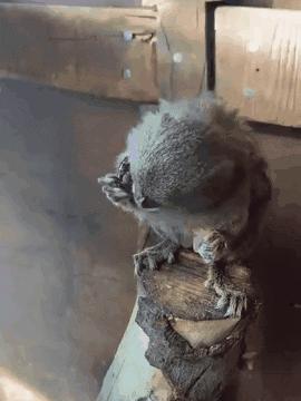 10张绝美站立姿图,20张让人涨知识的图片