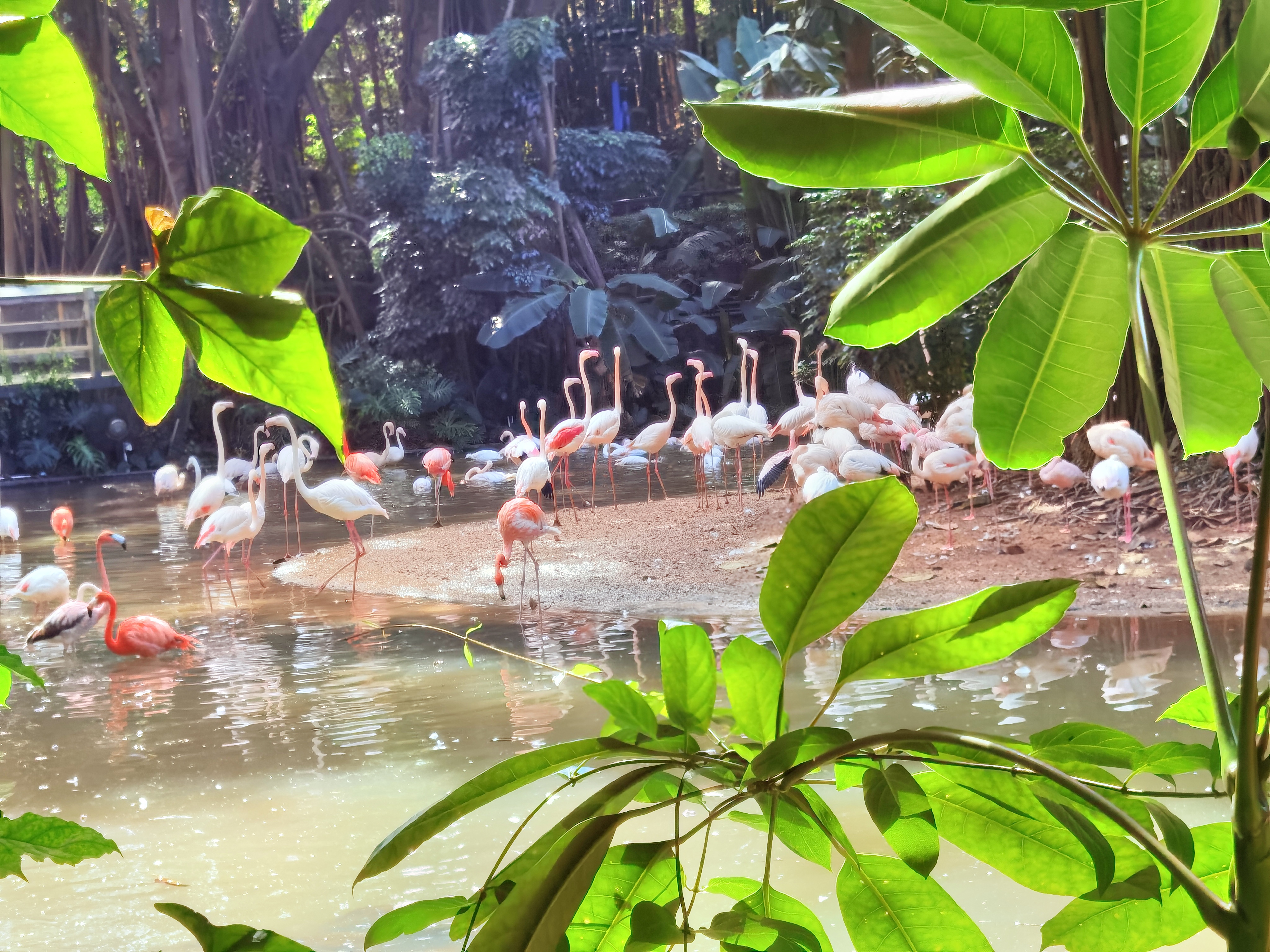 长隆野生动物园,在长隆野生动物园过生日