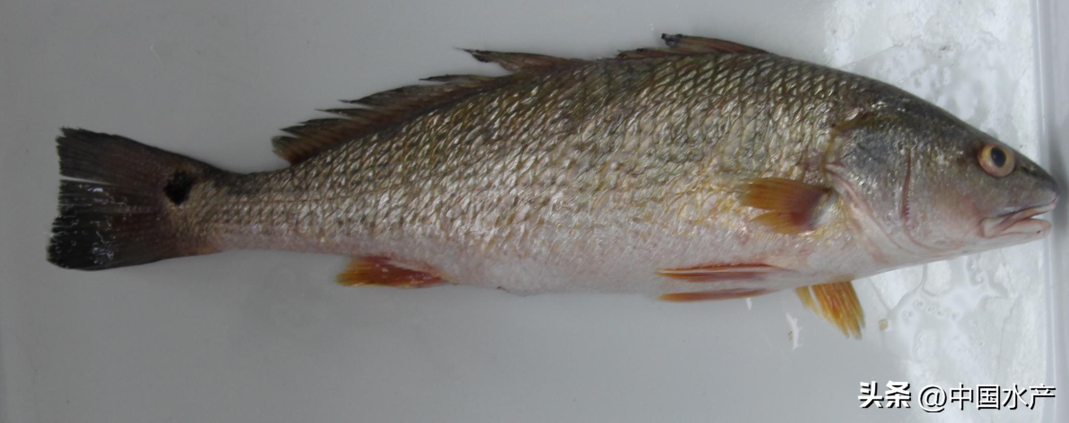 水生外来物种入侵防控工作方案,水生动物防疫