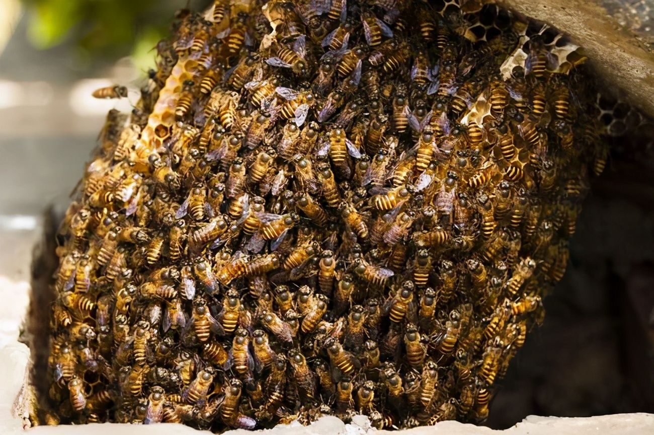 古埃及艳后的真实生活,解开埃及秘密视频