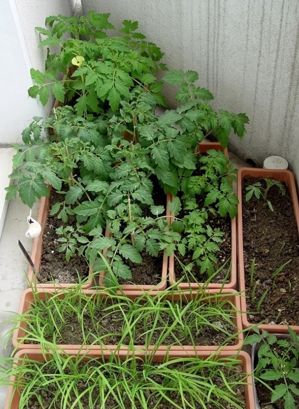 阳台种菜种哪些长得比较快,阳台种菜推荐种什么