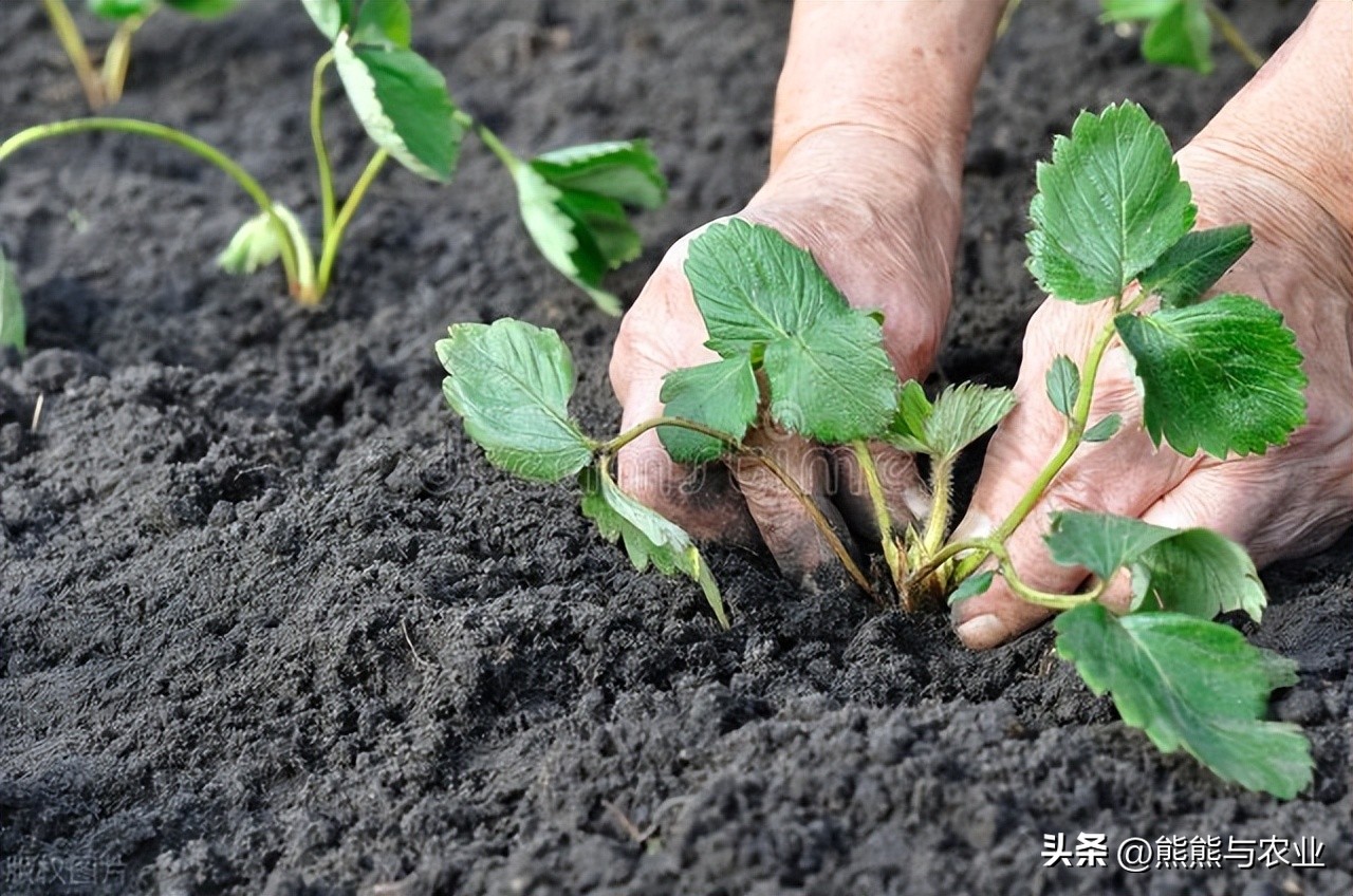 露天草莓种植视频播放,露天草莓种植方法