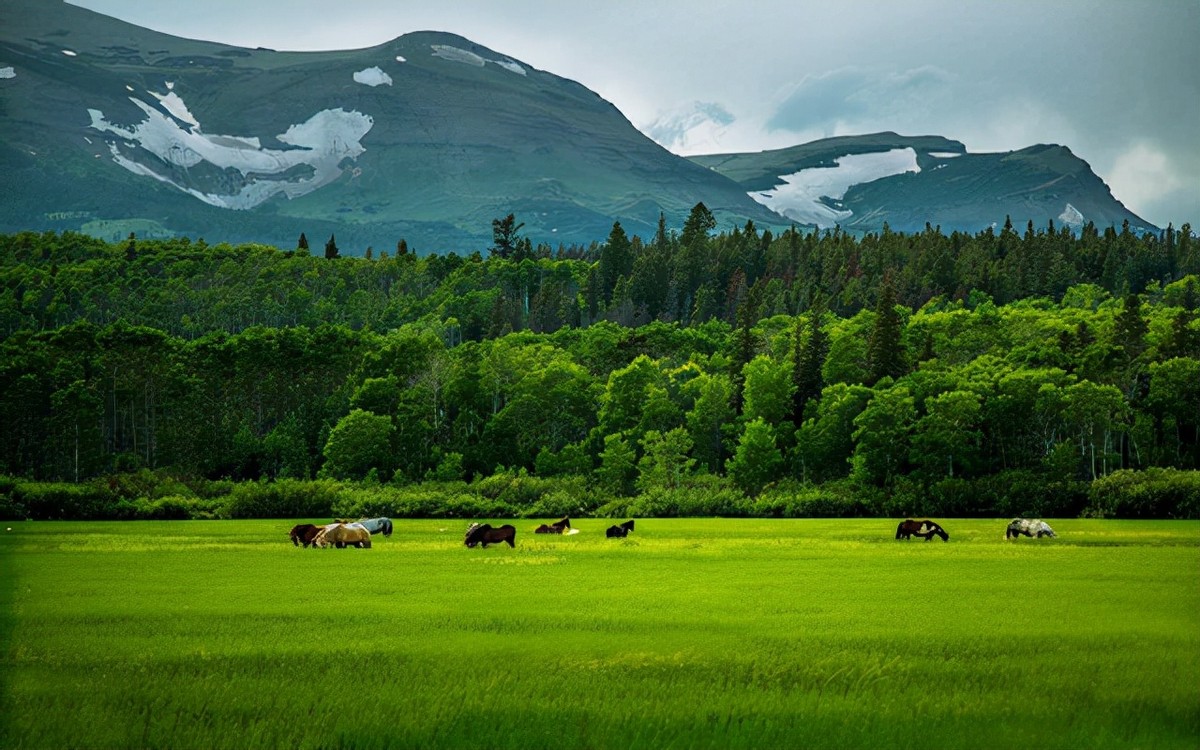 广西养蛇者被毒蛇咬死,广西养蛇第一人