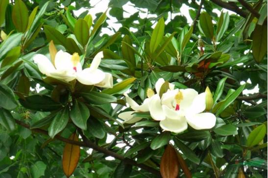 园林风景植物之玉兰