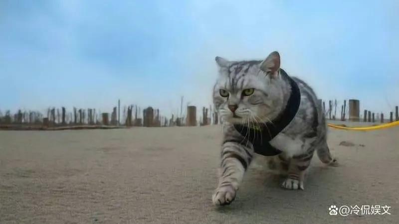 猫咪为什么是小老虎呢,刚出生的猫咪跟老虎一起长大