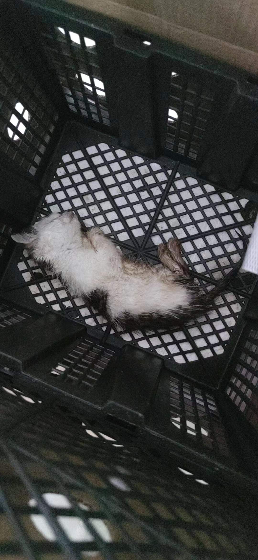 网上买的猫死亡了商家如何处理,在网上买猫咪死了怎么办