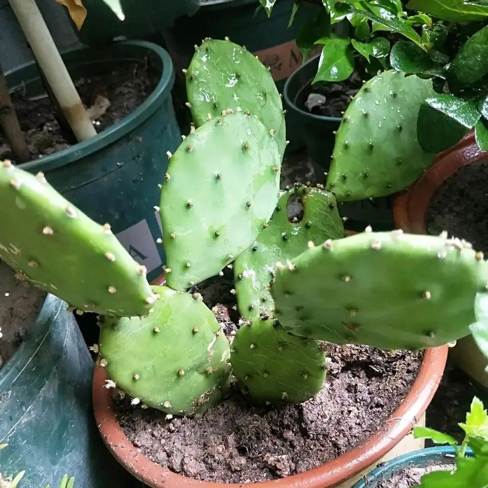 室内净化空气除甲醛最好养什么花,什么花净化空气除甲醛最好