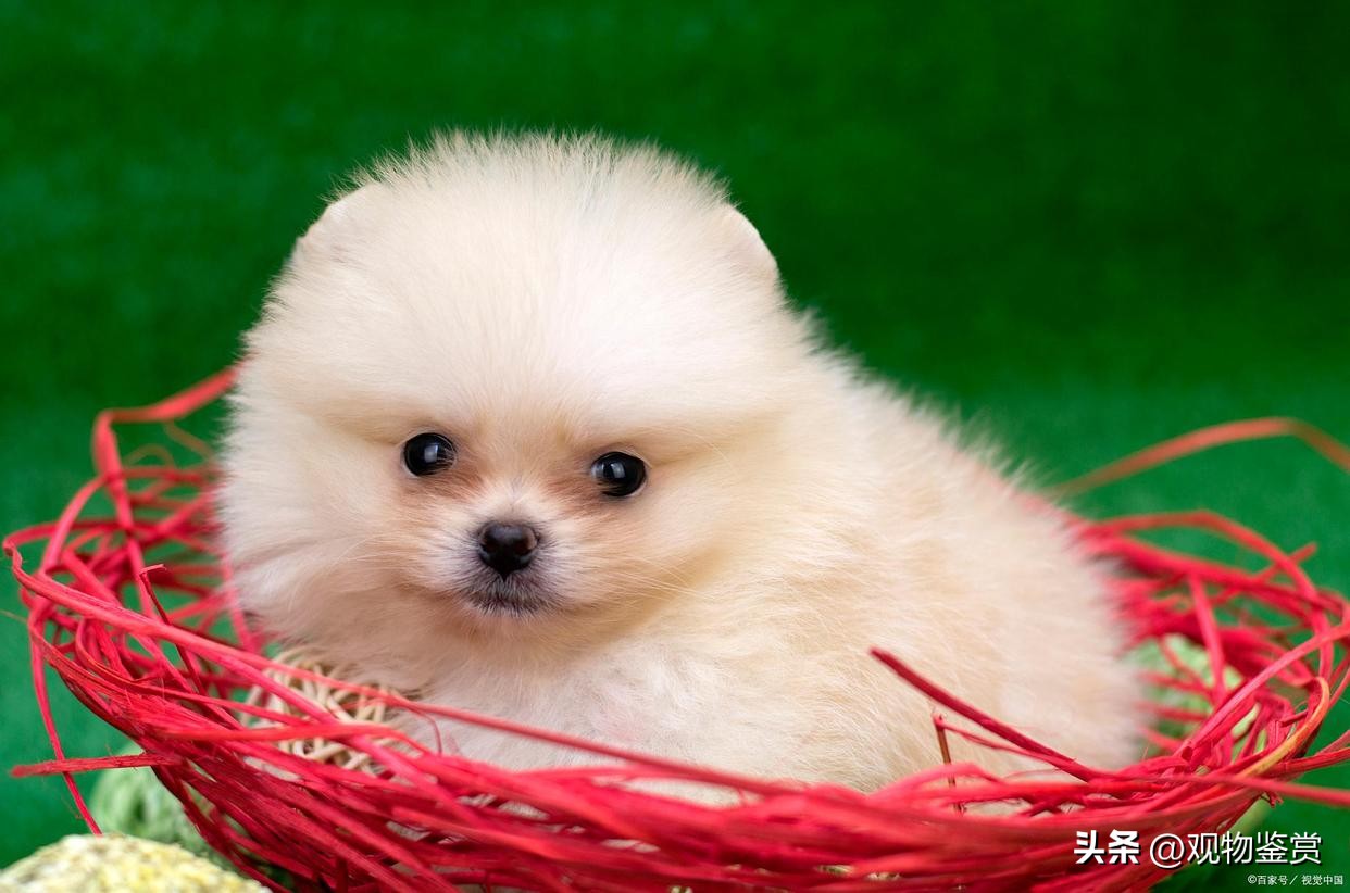 迷你小狗狗品种好养,宠物小狗养哪个品种比较好