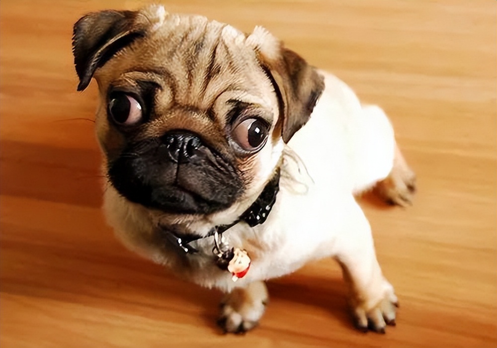 巴哥犬有眼屎怎么处理,巴哥犬有泪痕眼药水