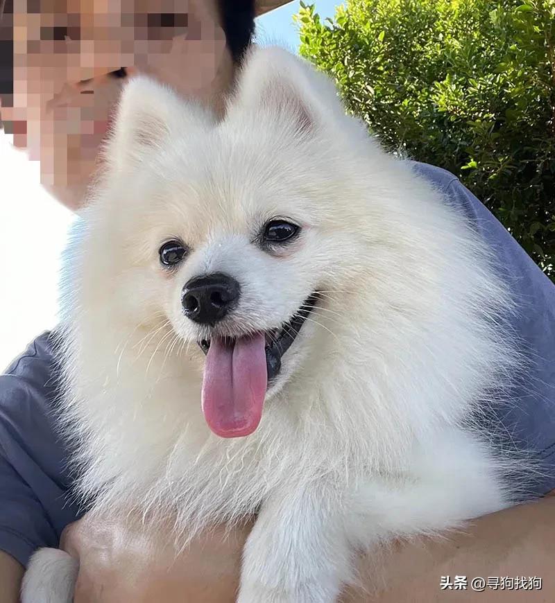 广州宠物店有纯种博美犬卖吗,东莞市大朗寻找博美犬