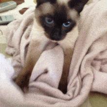 哪种猫咪最粘人最好养,最粘人的猫咪与最不粘人的猫咪