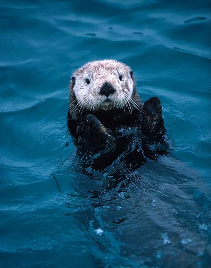 水獭建筑大师,动物界的建筑大师河狸