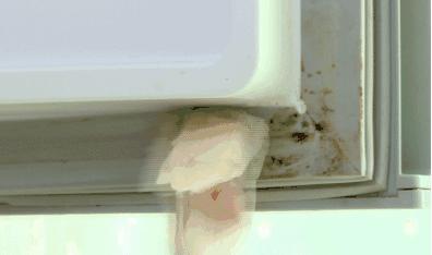 冰箱到底有多脏，看完我给马桶道了歉......