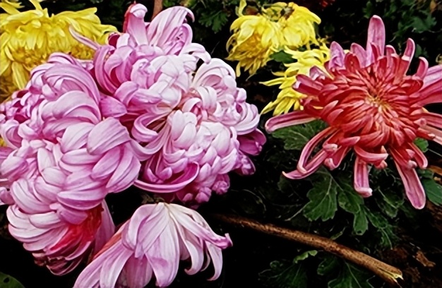 如何鉴别菊花茶的优劣呢,菊花茶正确选择