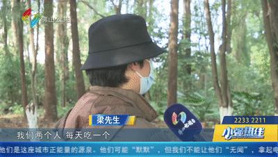 真正坑爹的孩子,小男孩骗老爸的钱去买芒果