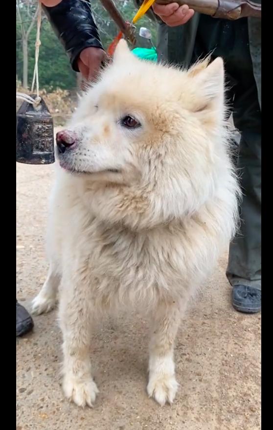 萨摩耶主人得癌症,萨摩耶被卖给狗贩子