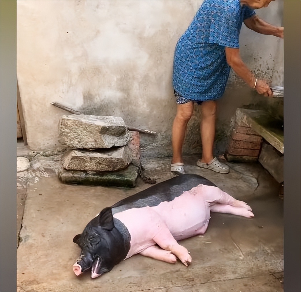 女子网购泰国小香猪，一年后发现有些不对：这是上当了呀