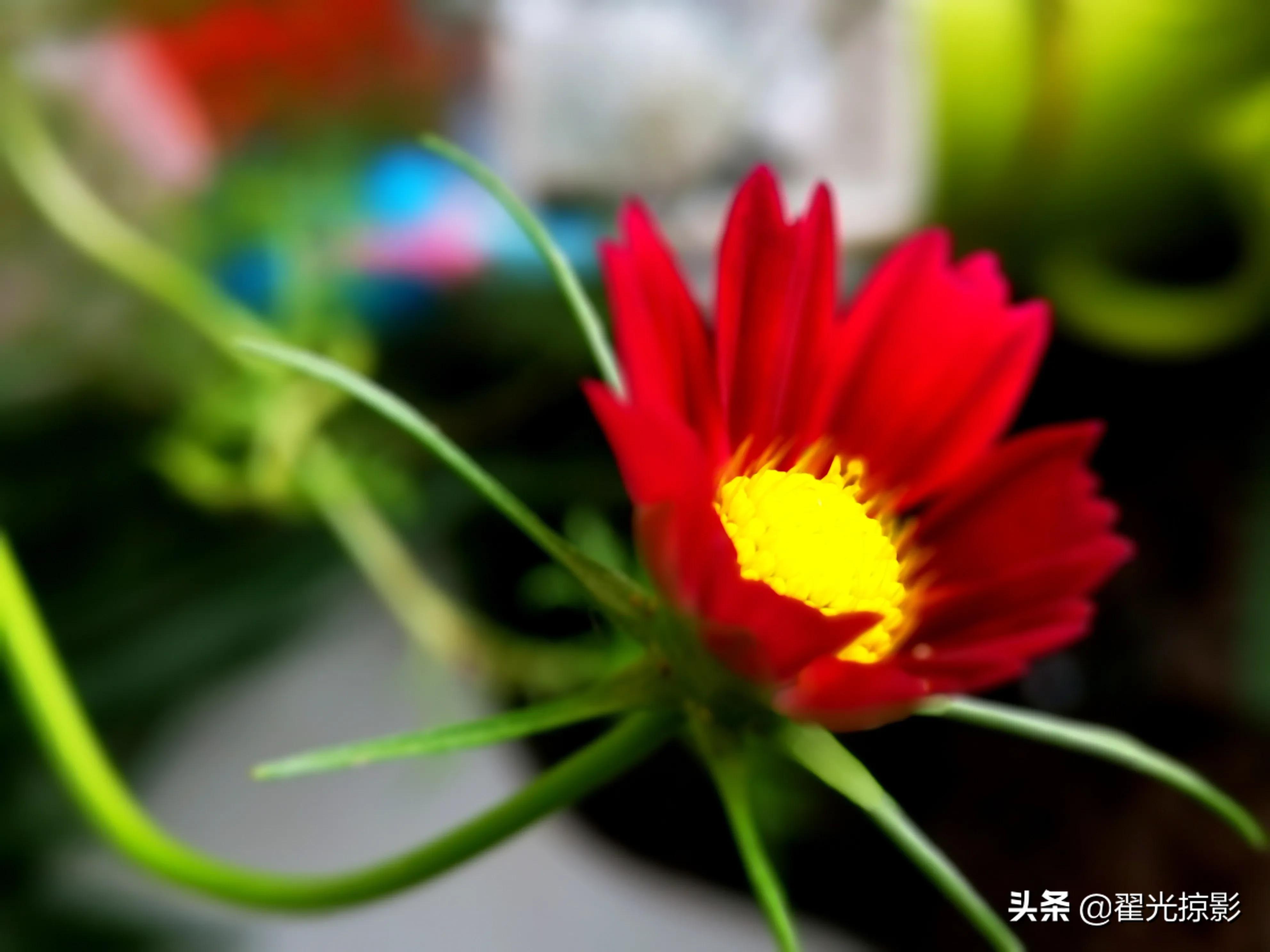 波斯菊坚强,波斯菊的秘密