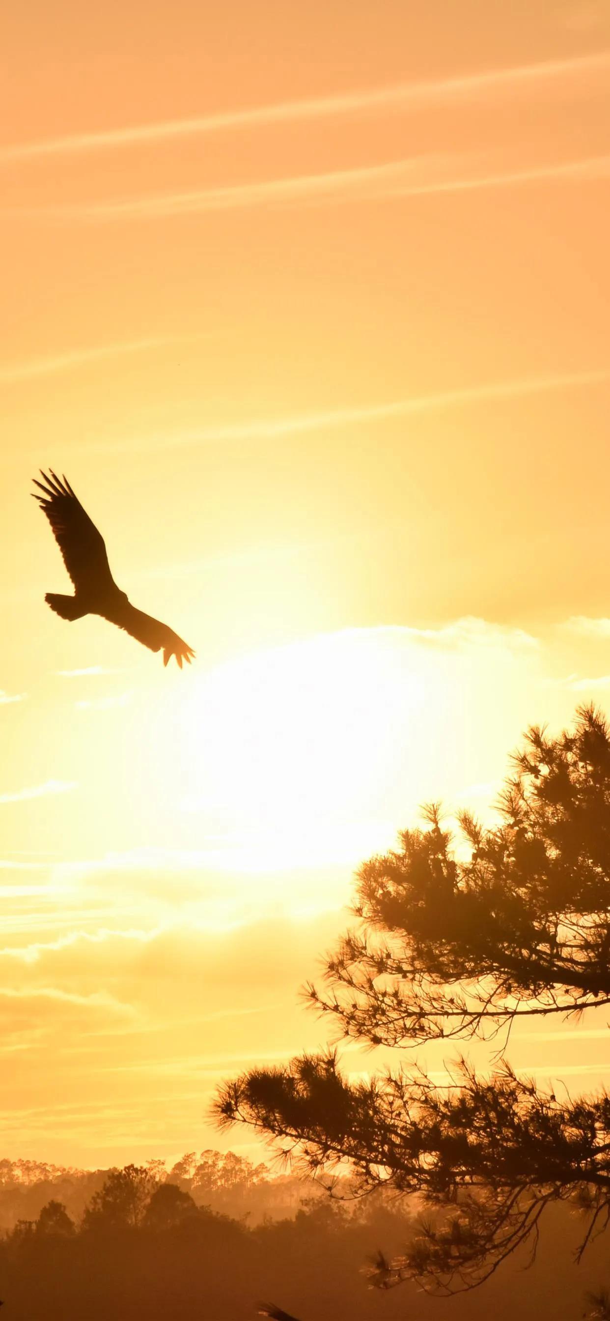 鎴戜滑缁堜細涓婂哺闃冲厜鏄庡獨,鎴戜滑缁堝皢涓婂哺闃冲厜涓囬噷椴滆姳婊″湴