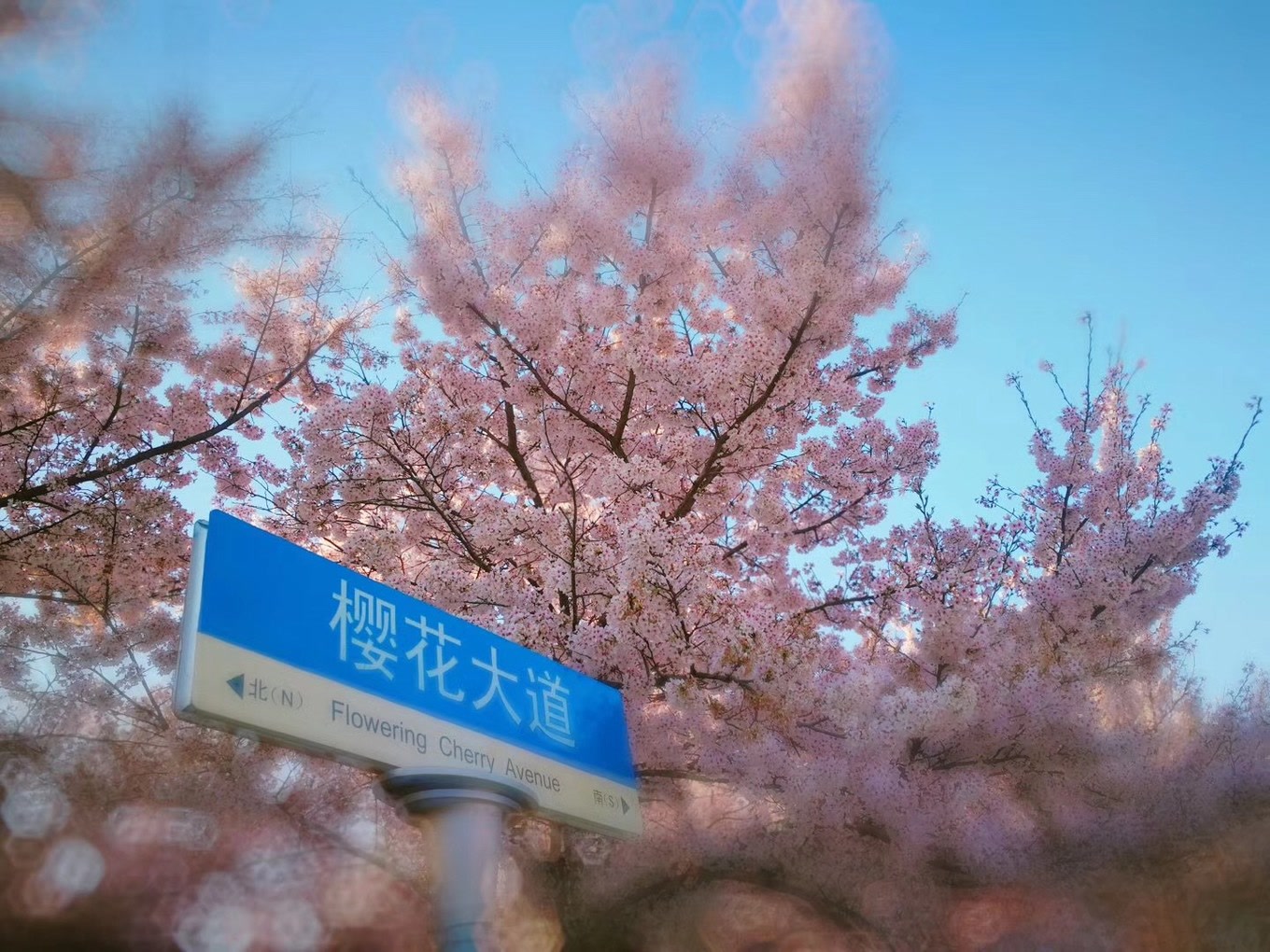 青岛旅游攻略十大景点介绍,青岛旅游攻略必去十大景点示意图
